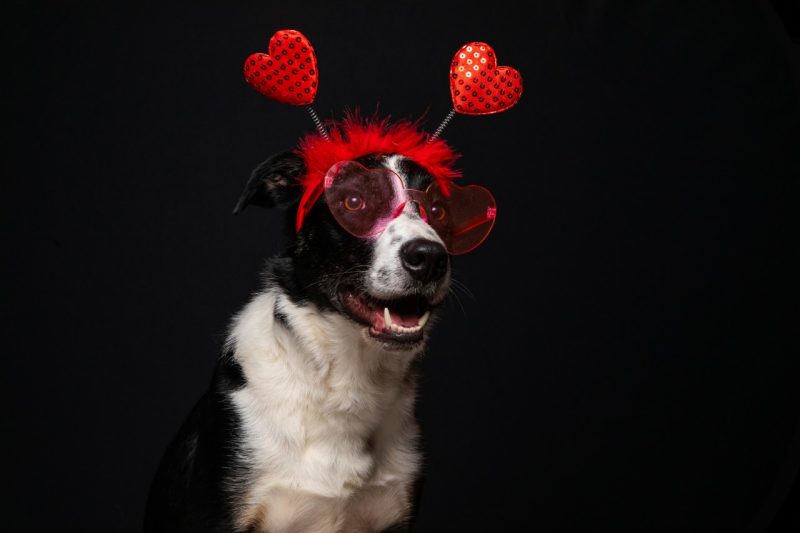 Black and white dog wearing hear glasses and a heart headband to celebrate Valentine's Day.