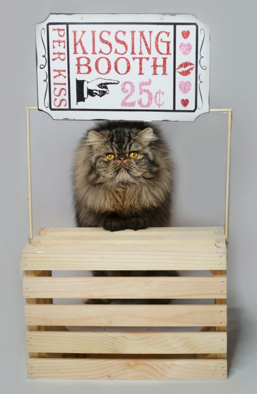Long haired cray cat under a kissing booth sign.