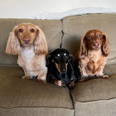 Three dachshund dogs relaxing of a couch.