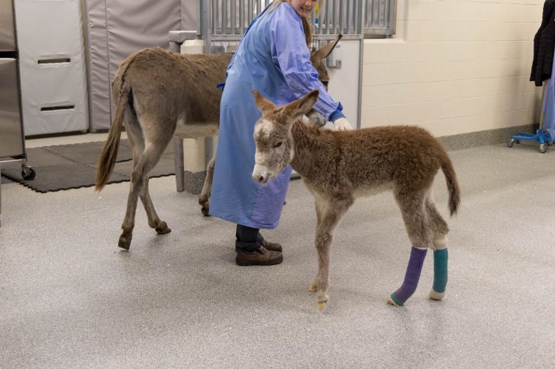 Donkey foal with casts on his back legs.