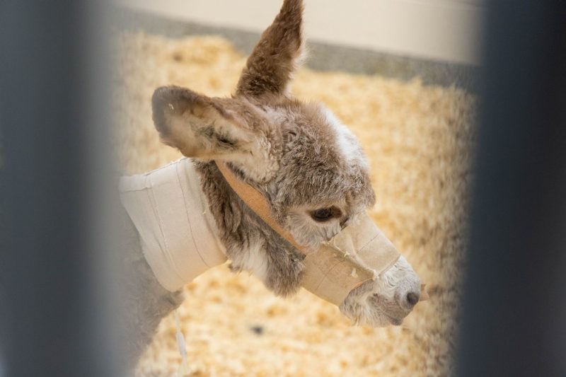Donkey foal in a stall.
