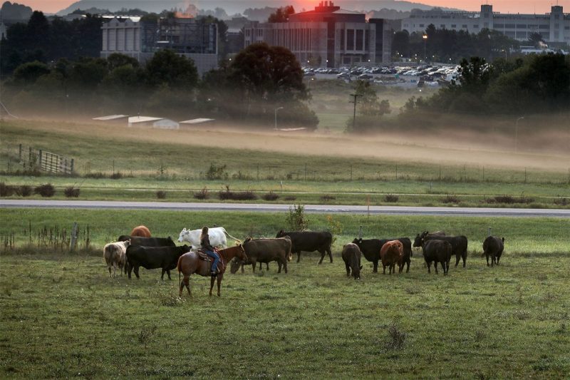 Cattle at Virginia Tech