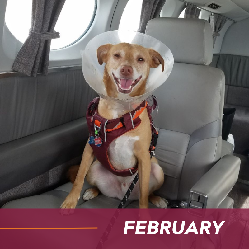 Dog in a cone, sitting on a plane.